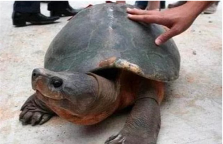 Khai quật mộ cổ 2.000 năm, giật mình thấy sinh vật sống bên trong bò ra - 2