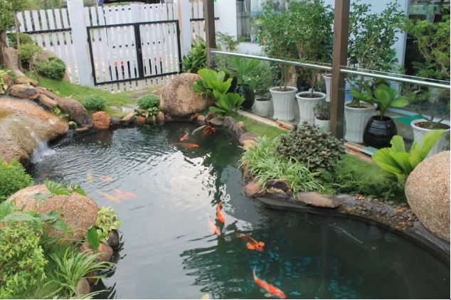 Nên xây hồ bơi, hồ nuôi cá ở phía trước hay sau nhà?