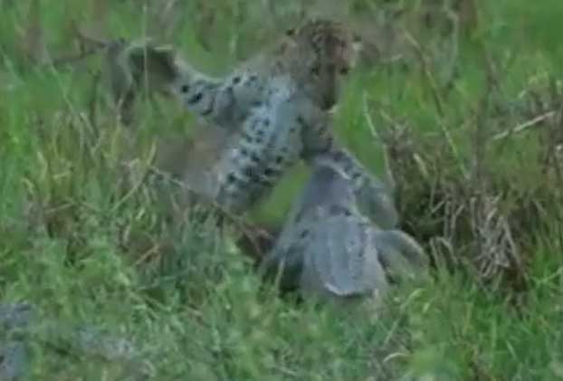 Clip: Cái kết bất ngờ về màn đại chiến giành mồi giữa báo đốm và cá sấu