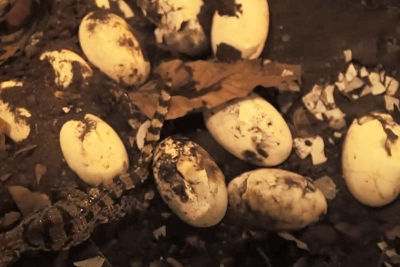 Clip: Công nghệ ấp nở cá sấu xiêm quý hiểm ở TP Hồ Chí Minh