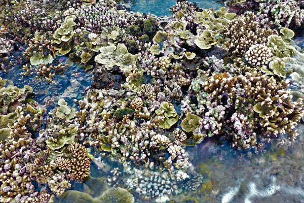 Mê mẩn bãi san hô lộ thiên ở Quảng Ngãi