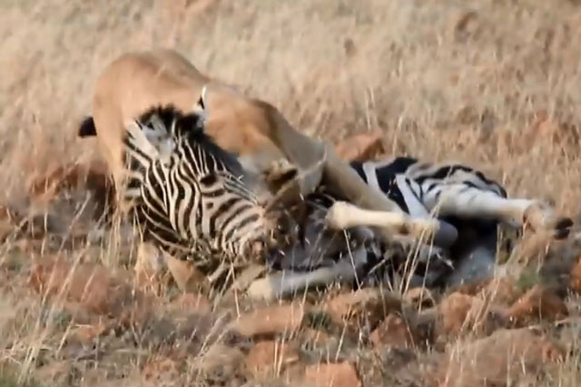 CLIP: Ngựa vằn con lạc mẹ tử nạn trước nanh vuốt sư tử