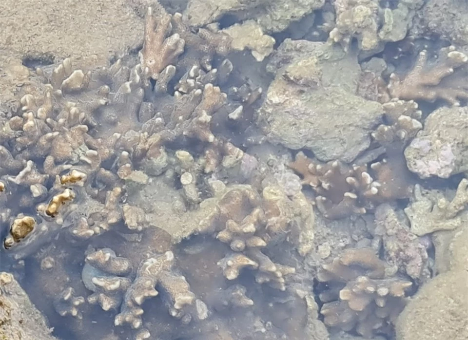 Một cụm san hô bị gãy nát.
