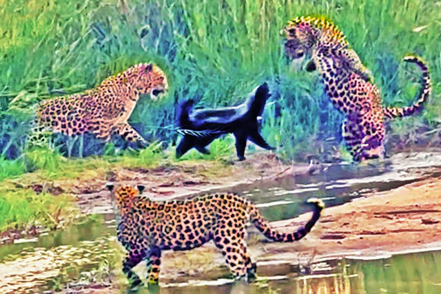 CLIP: ‘Kẻ bố đời’ một mình ‘cân’ 3 chú báo vẫn giành chiến thắng