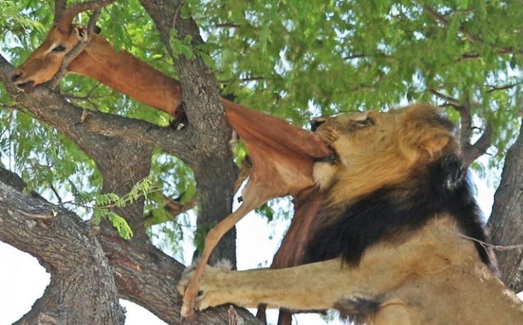 CLIP: Phải trèo lên tận ngọn cây cao để kiếm thức ăn, sư tử đực "kiêu hãnh" vẫn bị cướp như thường