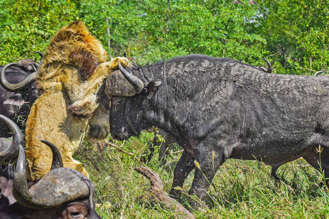 CLIP: Đàn trâu rừng ‘tẩn’ sư tử nhừ xương