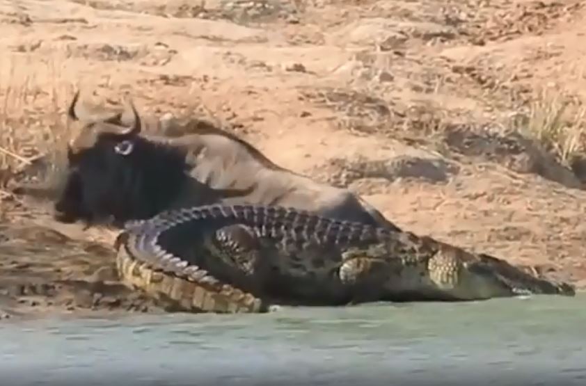 CLIP: Hà mã hóa ‘anh hùng’, giải cứu linh dương đầu bò khỏi hàm cá sấu