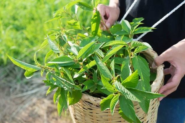 Loại rau 'tiến Pharaoh' bị nhầm là thần dược