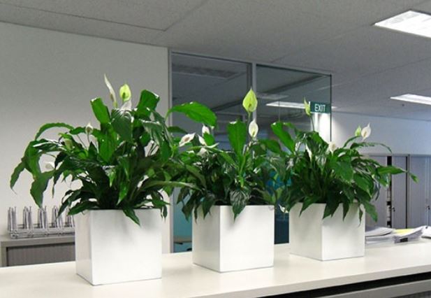 Quy tắc phong thủy văn phòng cơ bản ai cũng nên biết