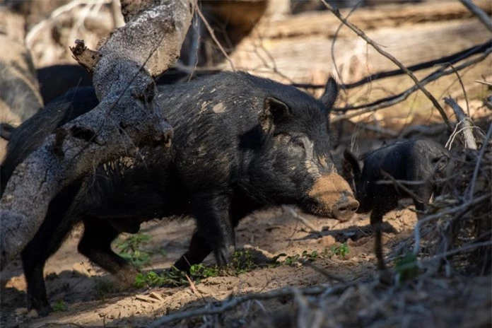 Cách đây hơn 500 năm, nhà thám hiểm mang theo 8 con lợn rừng khiến nước Mỹ thiệt hại 2,5 tỷ đô mỗi năm - Ảnh 1.