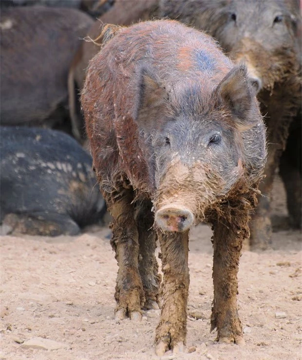 Cách đây hơn 500 năm, nhà thám hiểm mang theo 8 con lợn rừng khiến nước Mỹ thiệt hại 2,5 tỷ đô mỗi năm - Ảnh 2.