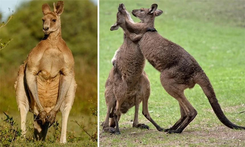 Con người sẽ sớm được cấy 'gân' của kangaroo để phục hồi những chần thương vùng đầu gối - Ảnh 1.