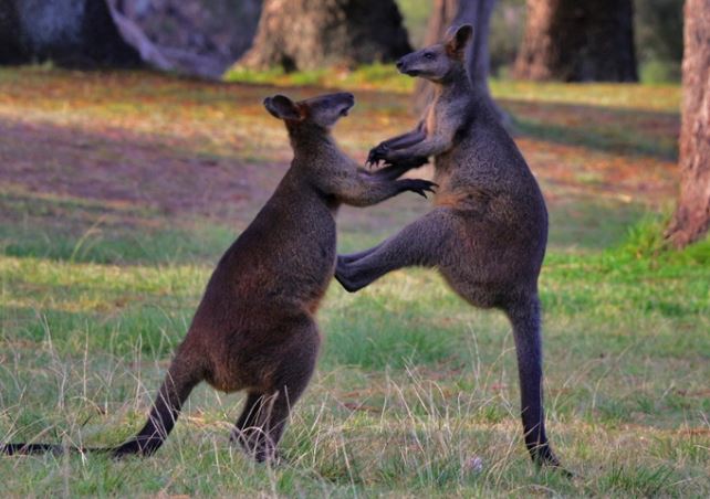 Con người sẽ sớm được cấy 'gân' của kangaroo để phục hồi những chần thương vùng đầu gối