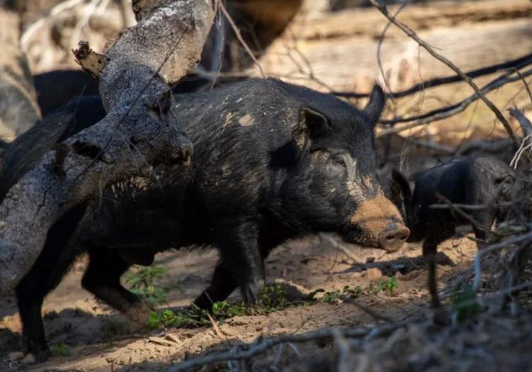 Cách đây hơn 500 năm, nhà thám hiểm mang theo 8 con lợn rừng khiến nước Mỹ thiệt hại 2,5 tỷ đô mỗi năm