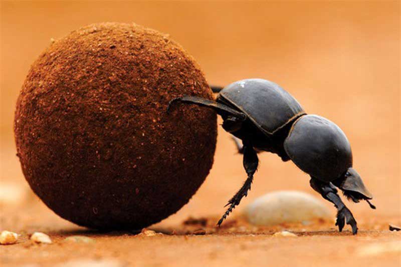 Clip: Top 10 loài động vật khỏe nhất thế giới: Bọ hung vô đối

