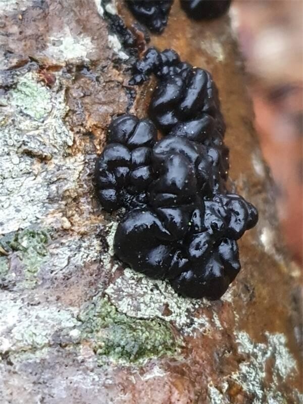 Chiêm ngưỡng những loại nấm 'ảo ma' nhất hệ mặt trời ảnh 10