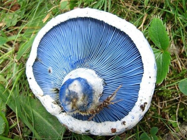 Chiêm ngưỡng những loại nấm 'ảo ma' nhất hệ mặt trời ảnh 6