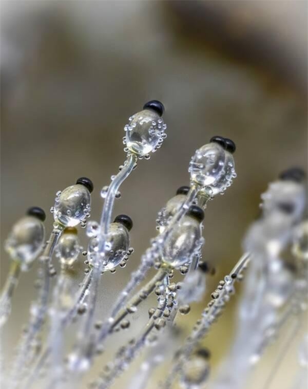 Chiêm ngưỡng những loại nấm 'ảo ma' nhất hệ mặt trời ảnh 7