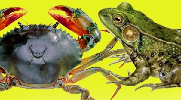 Thế giới kỳ thú: Những con vật nào kỵ nhau?