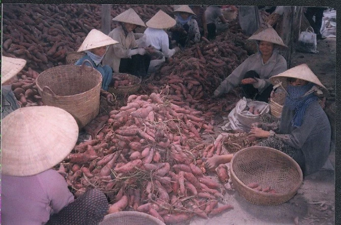 Khoai lang là một trong những sản phẩm nông sản chủ lực của tỉnh Vĩnh Long. Sau nhiều năm đàm phán của Bộ Nông nghiệp và Phát triển nông thôn (NN&PTNT) Việt Nam và Tổng cục Hải quan Trung Quốc, Nghị định thư xuất khẩu (XK) khoai lang chính ngạch sang Trung Quốc được ký kết ngày 22/11/2022.