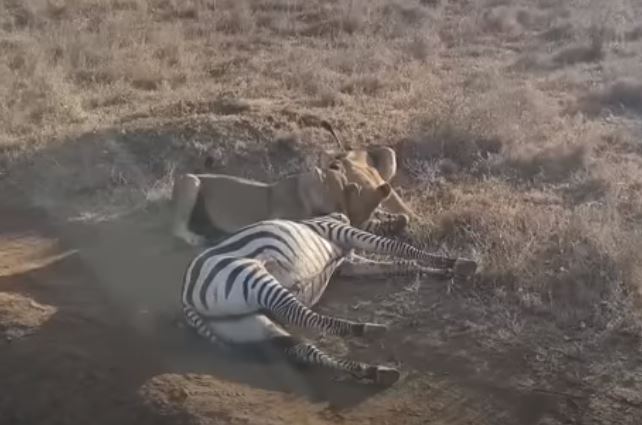 CLIP: Ngựa vằn bị thương chết thảm trước nanh vuốt sư tử