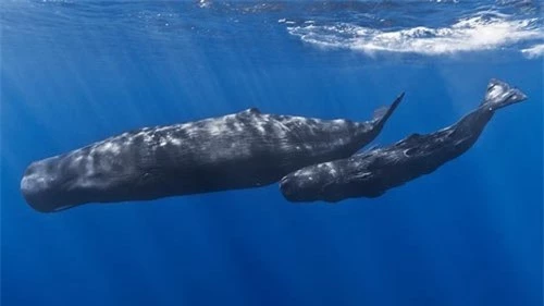  Cá voi sát thủ có thời gian mang thai khoảng 17 tháng, dài nhất trong số những con cá heo (khoảng 17 tháng). Còn thời gian mang thai của cá nhà táng là 19 tháng. 