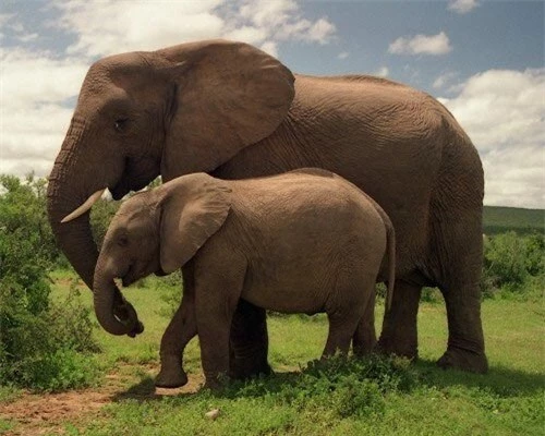  Thời gian mang thai trung bình của một con voi là khoảng 91 - 95 tuần, dài nhất khi so sánh với các loài động vật có vú. 