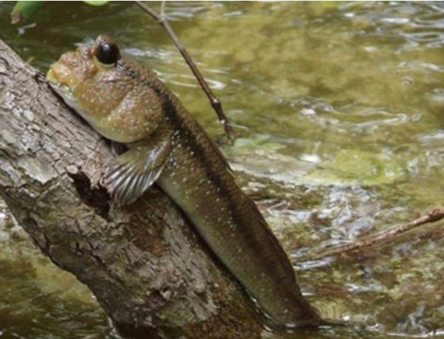 Về Đất Mũi thưởng thức loài cá kỳ lạ biết leo cây, chạy nhảy