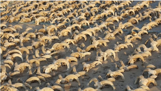 Phát hiện hàng ngàn xác ướp động vật trong đền thờ cổ Ai Cập