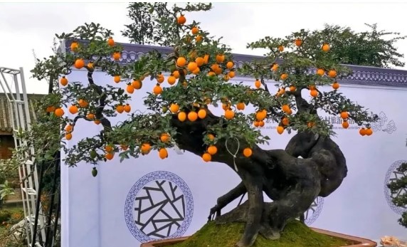 4 c&#xE2;y c&#x1EA3;nh l&#xE0; &#x201C;v&#x1EAD;t b&#xE1;u tr&#x103;m n&#x103;m&#x201D; &#xF4;ng b&#xE0; tr&#x1ED3;ng cho con ch&#xE1;u, vinh hoa ph&#xFA;c l&#x1ED9;c &#x111;&#x1EA7;y nh&#xE0;, qu&#xFD; h&#x1A1;n v&#xE0;ng m&#x1B0;&#x1EDD;i