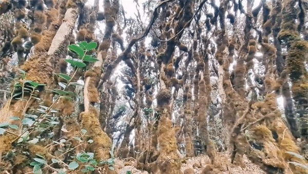 Phát hiện cánh rừng nguyên sinh kỳ bí như trong phim Hollywood ở ngay vùng núi phía Bắc Việt Nam, du khách nhận xét cảnh đẹp như chốn thần tiên - Ảnh 5.