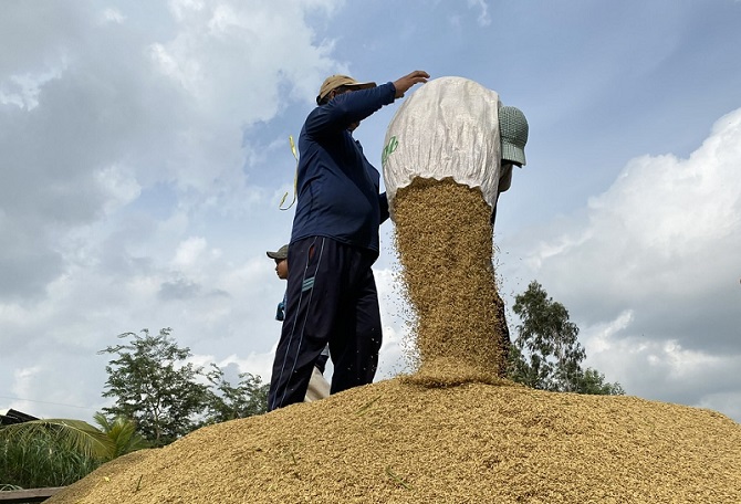 Thị trường lúa gạo rộng đường “tăng tốc”