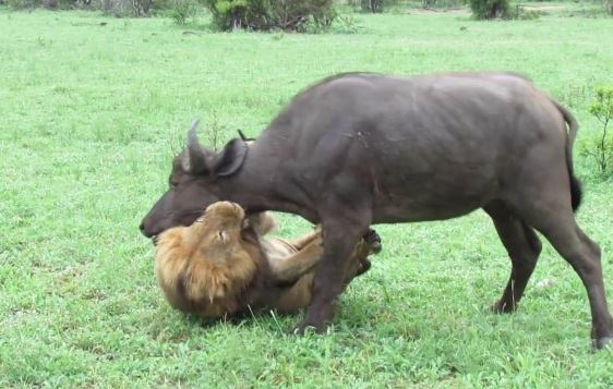 CLIP: Sức mạnh của vua sư tử: Một mình "quẩy nát" đội hình của đàn trâu rừng oai hùng