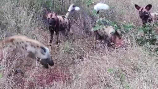 CLIP: Màn trừng phạt "tàn khốc" của đàn chó hoang châu Phi dành cho linh cẩu nhưng cái kết khiến ai cũng phải ngạc nhiên