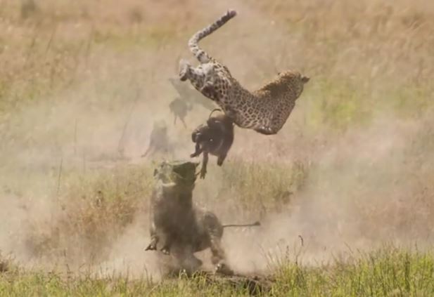 CLIP: Lợn bướu húc văng báo săn lên không trung, giải cứu con non