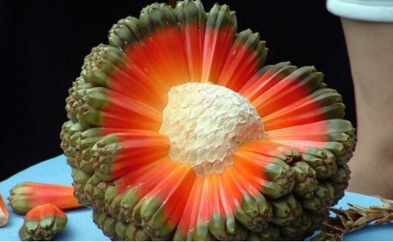 Loại quả dại mọc đầy Việt Nam, là vị thuốc quý ngàn năm của nhiều nước trên thế giới