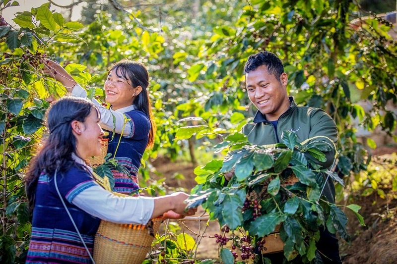 Biến thách thức thành cơ hội để ngành cà phê bứt phá