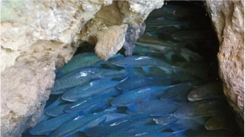 Hang động kỳ lạ "phun ra" hàng chục nghìn con cá mỗi năm, chuyên gia: Chúng là hoá thạch sống - Ảnh 1.