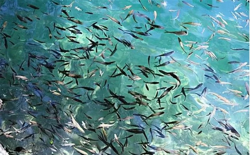 Hang động kỳ lạ "phun ra" hàng chục nghìn con cá mỗi năm, chuyên gia: Chúng là hoá thạch sống - Ảnh 3.