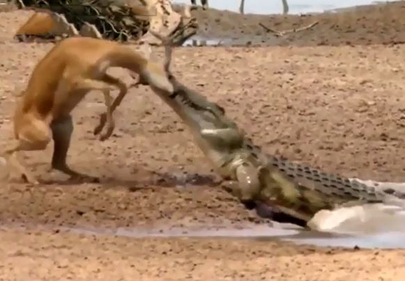 CLIP: Cá sấu tung cú đớp cực nhanh, hạ sát linh dương Impala trong ‘một nốt nhạc’