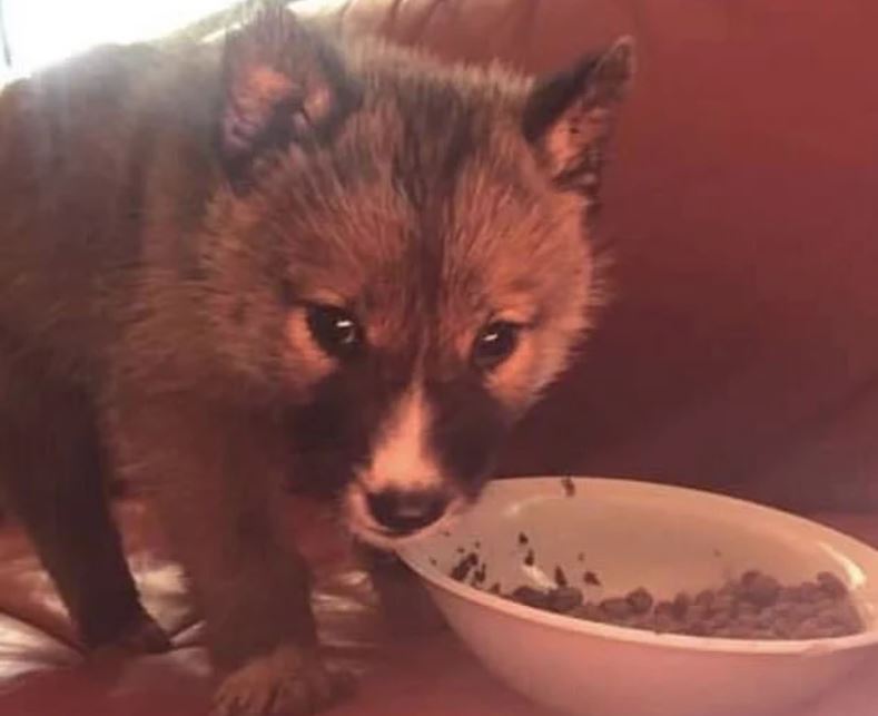 Thấy con vật lạ xuất hiện sau nhà, người phụ nữ được chuyên gia khuyên: Đừng giữ nó lại!