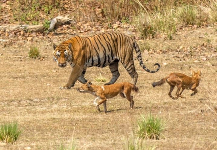 Loài chó hoang có thể giết được hổ