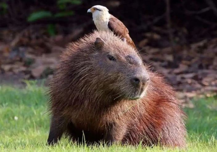 Loài chuột to nhất thế giới còn tồn tại, có thể nặng tới nửa tạ