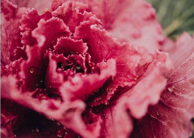 Mệnh danh là “Vua” các loại rau diếp, có giá lên đến 500.000 đồng/kg, không phải ai cũng biết loại rau này