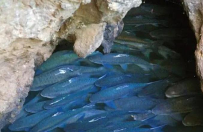 Hang động kỳ lạ "phun ra" hàng chục nghìn con cá mỗi năm