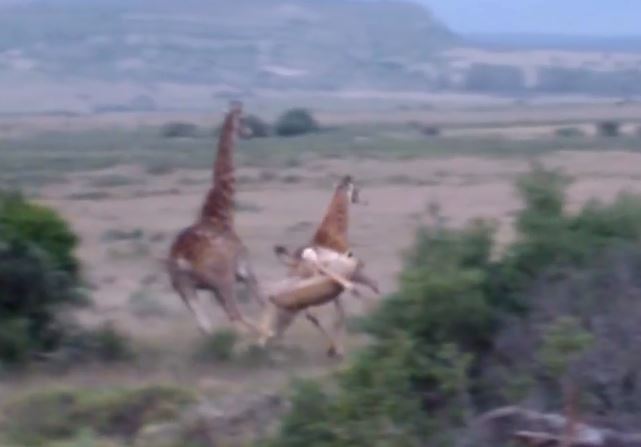 CLIP: Hươu cao cổ tử nạn khi bị sư tử truy sát