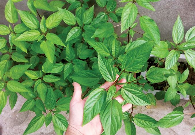 Rau đay, món quê dân dã