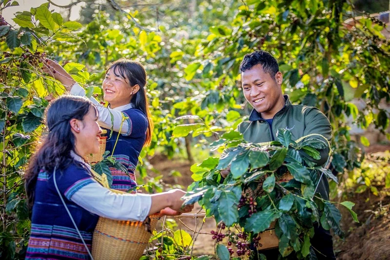 Niềm vui được mùa cà phê. Niềm vui được mùa cà phê.