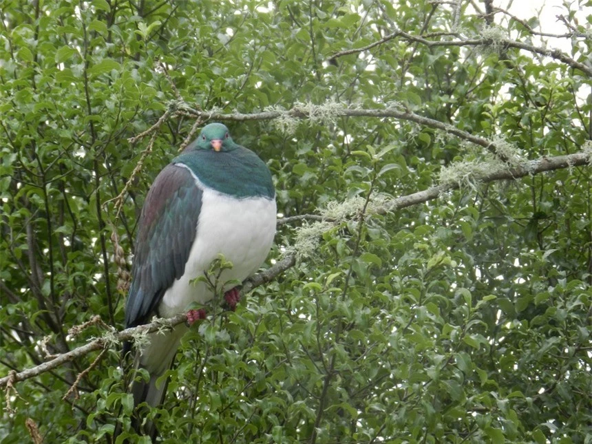 Vì sao loài chim bồ câu gỗ New Zealand được mệnh danh là 'những gã say xỉn trên trời'? - Ảnh 2. Vì sao loài chim bồ câu gỗ New Zealand được mệnh danh là 'những gã say xỉn trên trời'? - Ảnh 2.