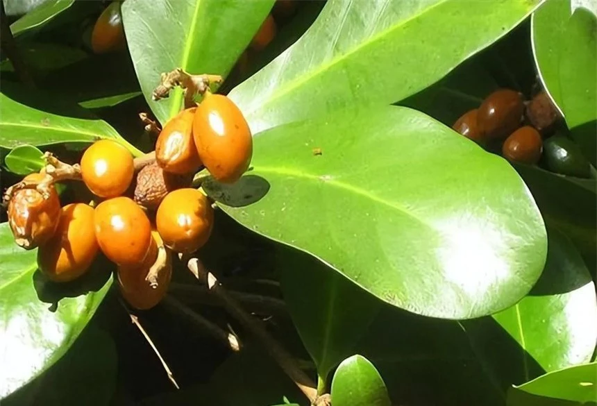 Vì sao loài chim bồ câu gỗ New Zealand được mệnh danh là 'những gã say xỉn trên trời'? - Ảnh 5. Vì sao loài chim bồ câu gỗ New Zealand được mệnh danh là 'những gã say xỉn trên trời'? - Ảnh 5.